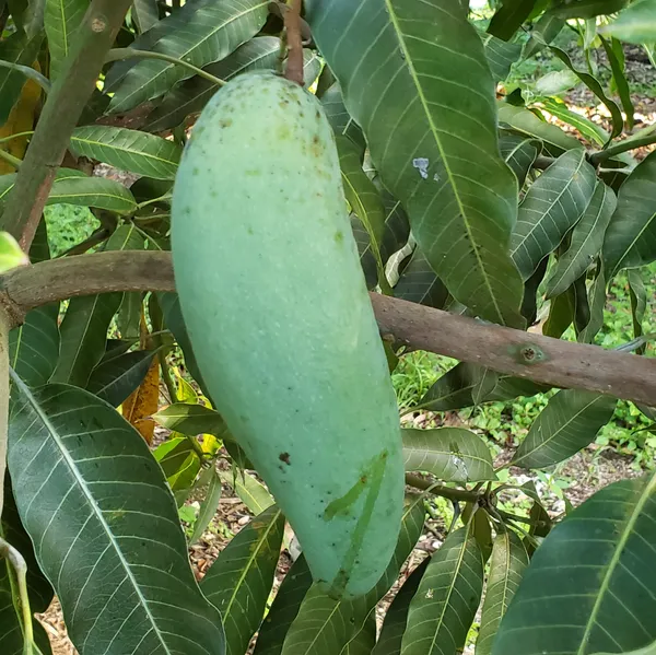 Mohachanok_/_Banana_Mango_Plant_(Pack_of_1)
