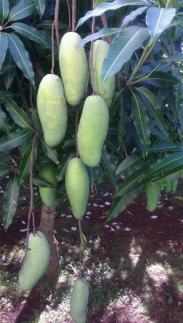 Mohachanok_/_Banana_Mango_Plant_(Pack_of_1)