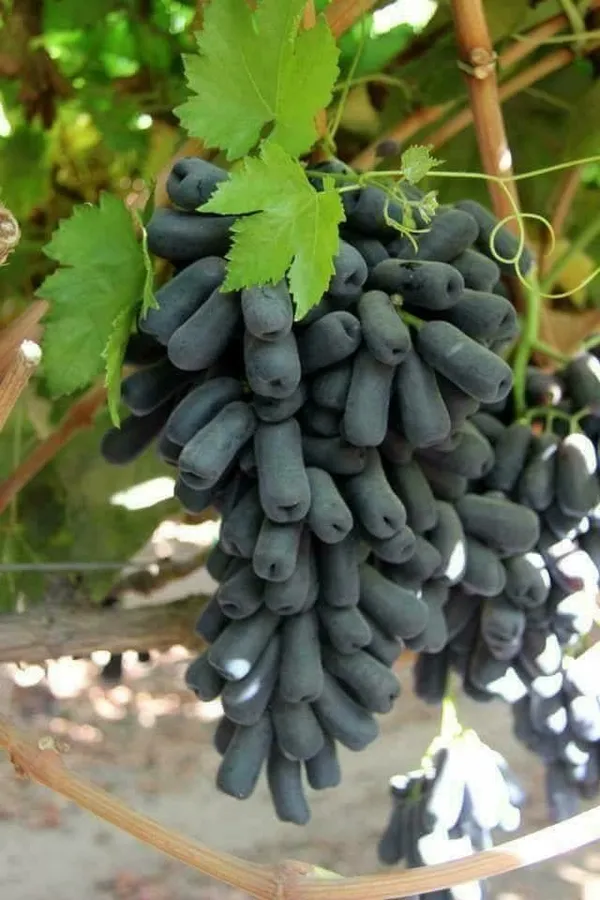 Moon_Drop_(Dwarf_Variety)_Grapes_Fruit_Plant_&_Tree_For_Shrub/Home_Garden_(1.5-3.5_Ft_Plant_Hight)_Pack_Of_1