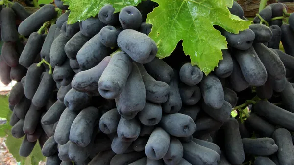Moon_Drop_(Dwarf_Variety)_Grapes_Fruit_Plant_&_Tree_For_Shrub/Home_Garden_(1.5-3.5_Ft_Plant_Hight)_Pack_Of_1