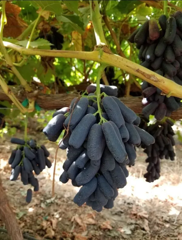 Moon_Drop_(Dwarf_Variety)_Grapes_Fruit_Plant_&_Tree_For_Shrub/Home_Garden_(1.5-3.5_Ft_Plant_Hight)_Pack_Of_1
