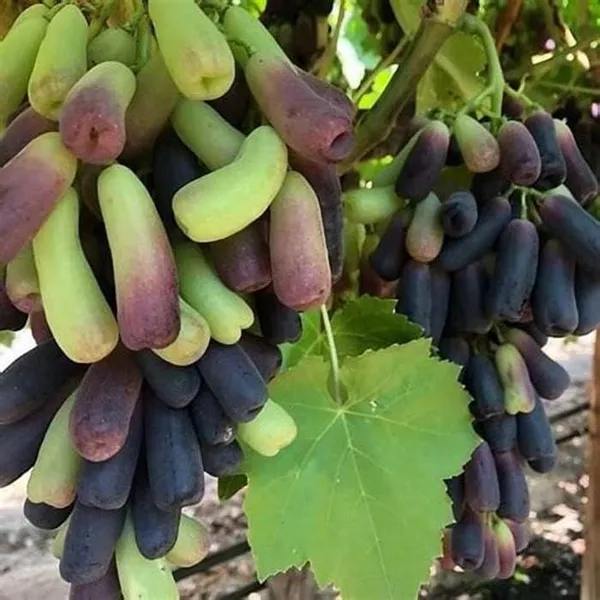 Moon_Drop_(Dwarf_Variety)_Grapes_Fruit_Plant_&_Tree_For_Shrub/Home_Garden_(1.5-3.5_Ft_Plant_Hight)_Pack_Of_1