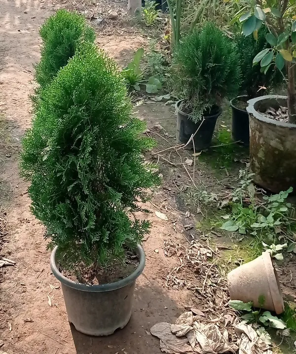 Morpankhi_/_jhau_Plant_For_Home_Gardening_&_Decoration_(Pack_Of_1)