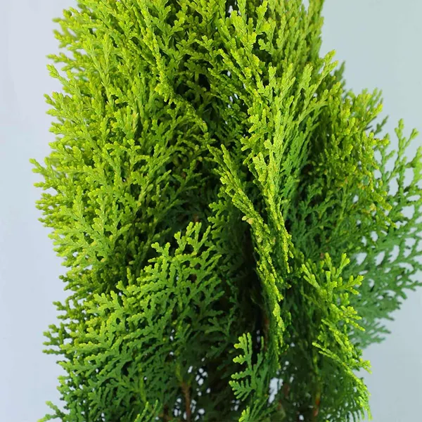 Morpankhi_/_jhau_Plant_For_Home_Gardening_&_Decoration_(Pack_Of_1)
