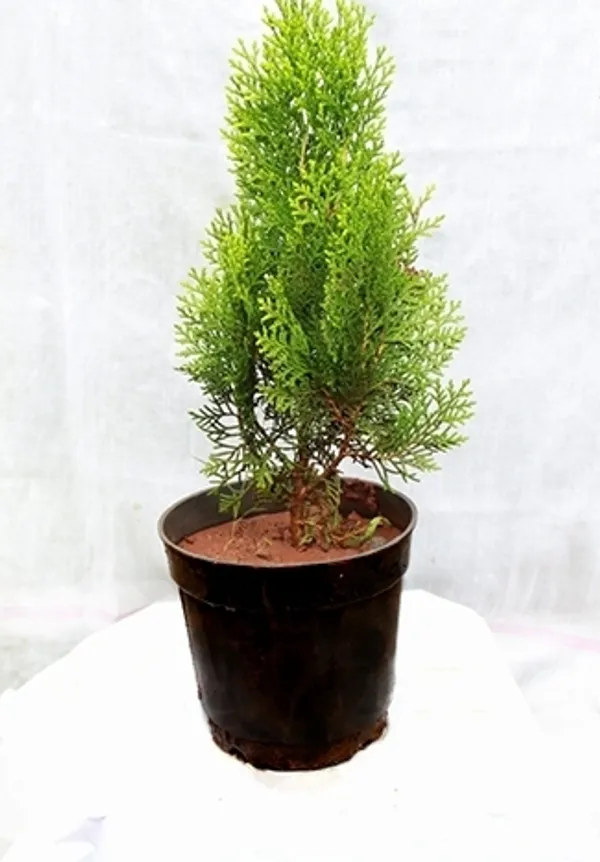 Morpankhi_/_jhau_Plant_For_Home_Gardening_&_Decoration_(Pack_Of_1)