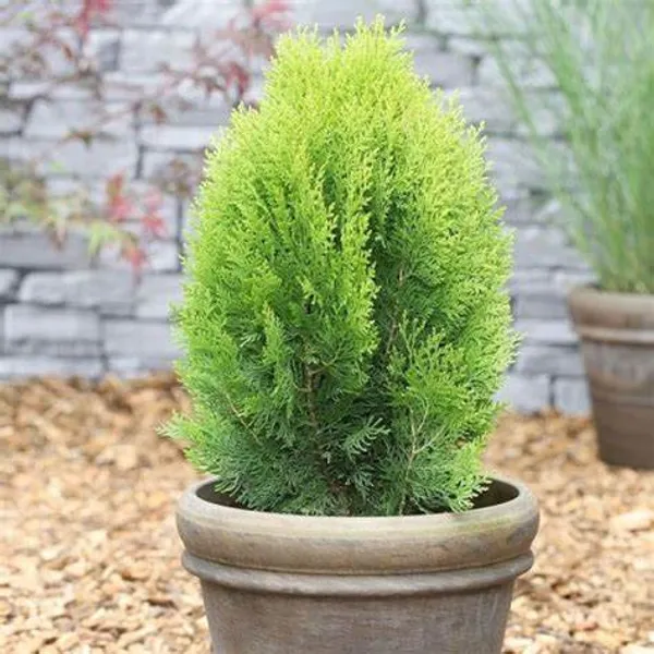 Morpankhi_/_jhau_Plant_For_Home_Gardening_&_Decoration_(Pack_Of_1)