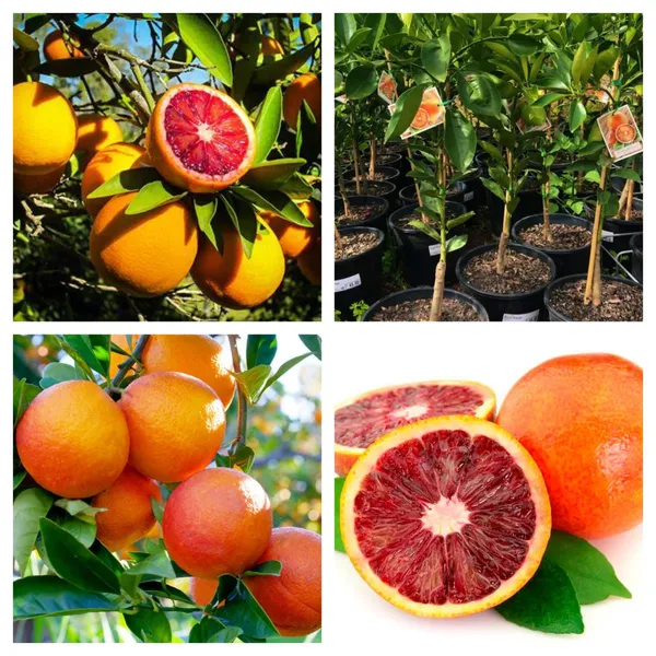 Most_Expansive_Blood_Orange_Healthy_Fruit_Plant_(1.5-3.5_Ft_Size)_Hybrid_Blood_Orange_Best_Selling_Plant,_Limited_Stock_(Pack_Of_1)