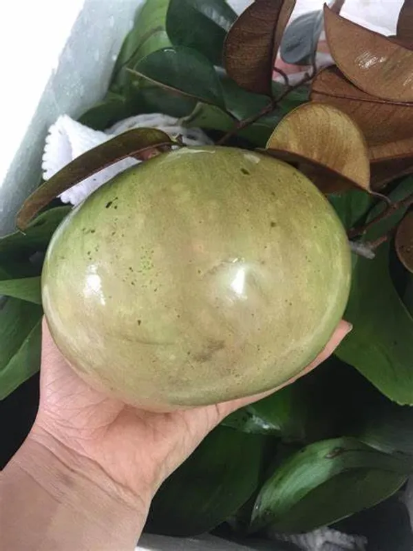 Most_Expensive_Healthy_Milk_Fruit_Plant_&_Tree_(1.5-3.5Ft_Size)_For_Your_Home_Gardening_(Hybrid,_Pack_Of_1)