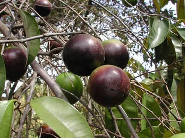 Most_Expensive_Healthy_Milk_Fruit_Plant_&_Tree_(1.5-3.5Ft_Size)_For_Your_Home_Gardening_(Hybrid,_Pack_Of_1)