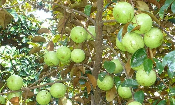 Most_Expensive_Healthy_Milk_Fruit_Plant_&_Tree_(1.5-3.5Ft_Size)_For_Your_Home_Gardening_(Hybrid,_Pack_Of_1)