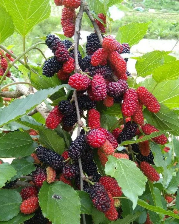 Mulberry_Healthy_Fruit_Plant_&_Tree_For_Home_Gardening_Hybrid_Mulberry__Plant_1.5-3.5_Ft_Hight_(Pack_Of_1)
