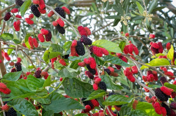 Mulberry_Healthy_Fruit_Plant_&_Tree_For_Home_Gardening_Hybrid_Mulberry__Plant_1.5-3.5_Ft_Hight_(Pack_Of_1)