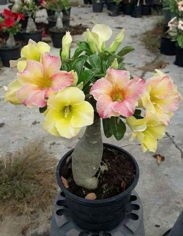 Greenery Nursery Adenium Flowering Live Plant For Home Gardening