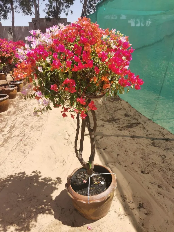 Multicolor_Bougainvillea_Flowering_Plant_For_Home_Gardening_Beautiful_Bougainvillea_Flower_Plant_(Pack_Of_1)