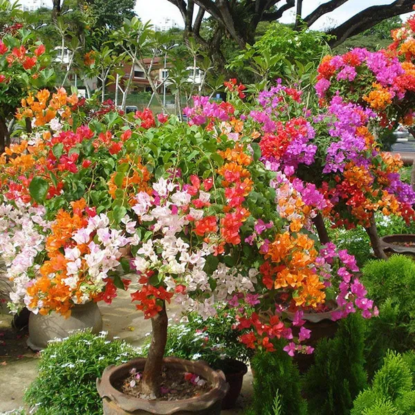 Multicolor_Bougainvillea_Flowering_Plant_For_Home_Gardening_Beautiful_Bougainvillea_Flower_Plant_(Pack_Of_1)