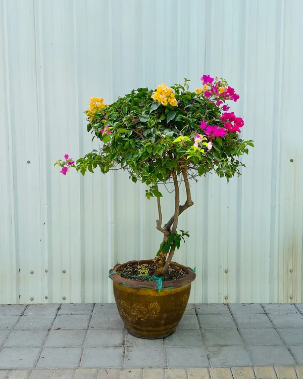 Multicolor_Bougainvillea_Flowering_Plant_For_Home_Gardening_Beautiful_Bougainvillea_Flower_Plant_(Pack_Of_1)