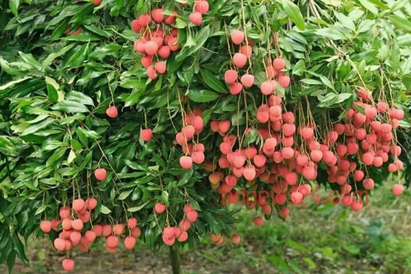 Muzaffar_Mango_Plant_(Pack_of_1)