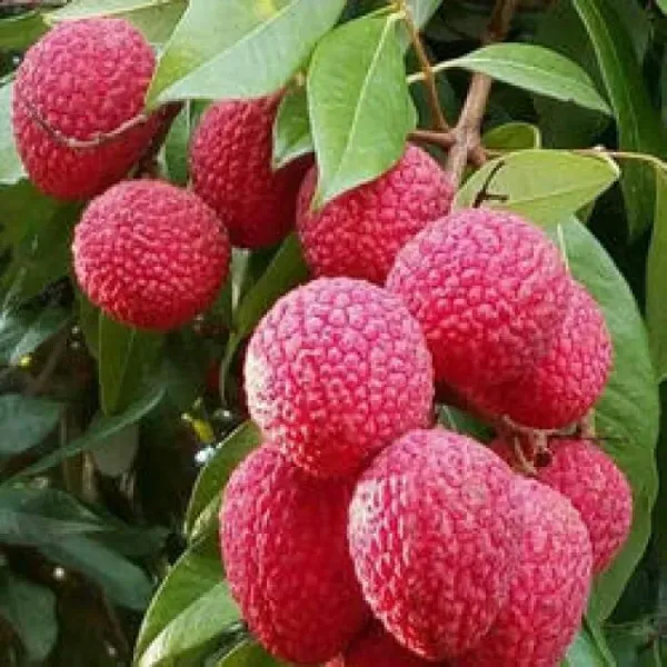 Muzaffar_Mango_Plant_(Pack_of_1)