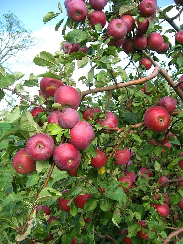 Nagaland_Original_Dwarf_Variety_Red_Apple_Fruit_Plant_For_Home_Gardening,_Plant_Age:_1.5_Years_Best_Seller_Apple_Plant,_(Hybrid,_Pack_Of_1)