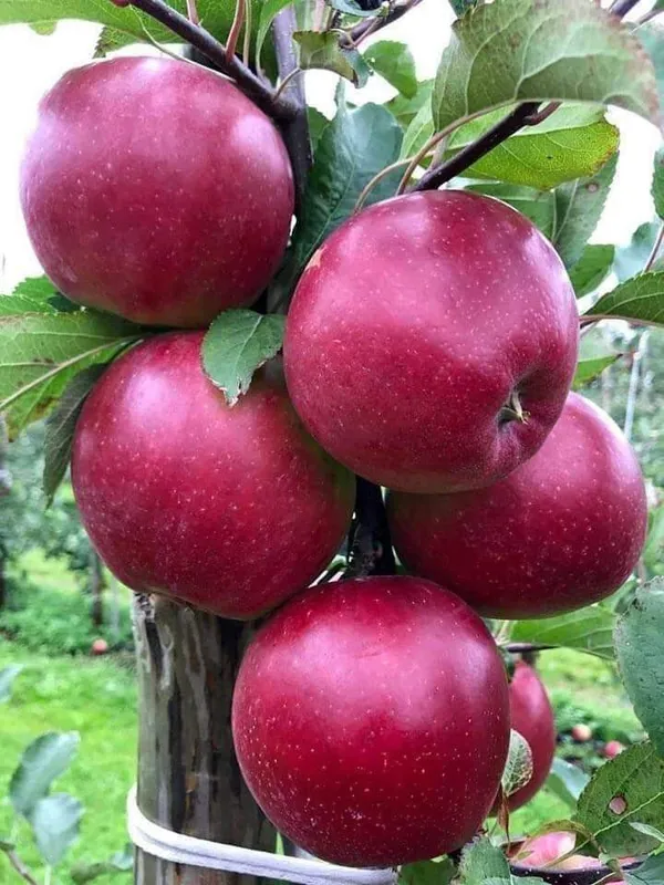 Nagaland_Original_Dwarf_Variety_Red_Apple_Fruit_Plant_For_Home_Gardening,_Plant_Age:_1.5_Years_Best_Seller_Apple_Plant,_(Hybrid,_Pack_Of_1)