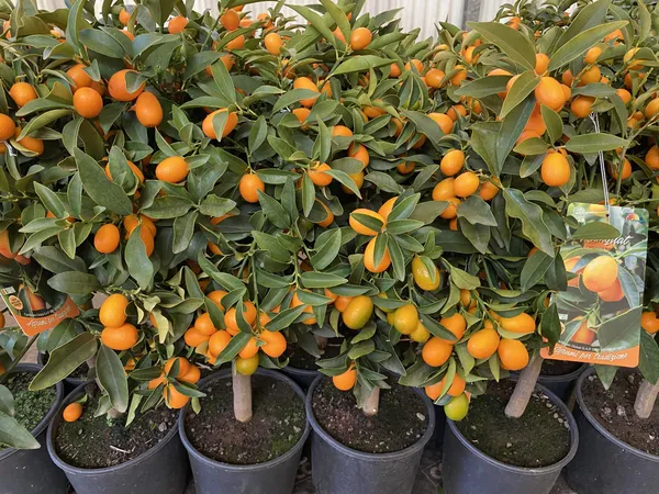 Nagami_Kamquat_Dwarf_Variety_Lemon_Fruit_Plant_&_Tree_(Grafted)_For_Sweet_Home_Gardening_(1.5-3.5_Plant_Ft_Hight)Pack_Of_1