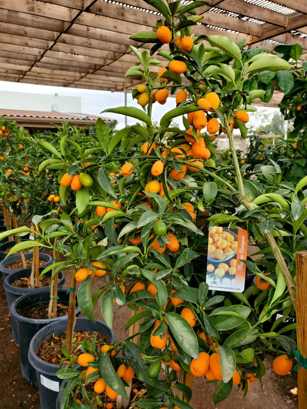 Nagami_Kamquat_Dwarf_Variety_Lemon_Fruit_Plant_&_Tree_(Grafted)_For_Sweet_Home_Gardening_(1.5-3.5_Plant_Ft_Hight)Pack_Of_1