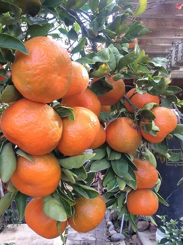 Nagpur_Orange_(Grafted)_-_Fruit_Plants_&_Tree_(1.5-2.5_Ft_Size)_Hybrid_Healthy_Plant_And_Tree