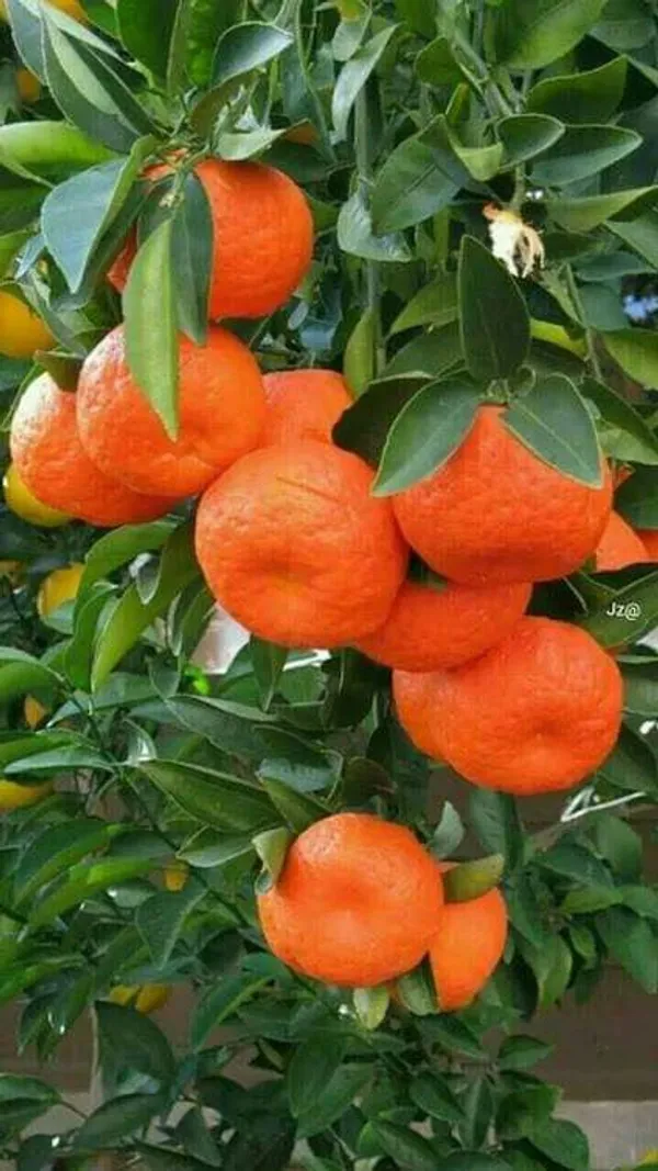 Nagpur_Orange_(Grafted)_-_Fruit_Plants_&_Tree_(1.5-2.5_Ft_Size)_Hybrid_Healthy_Plant_And_Tree