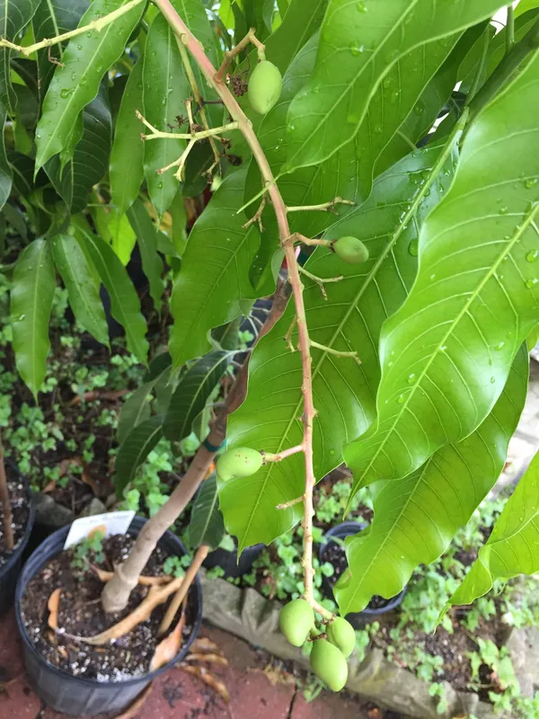 Nam_Doc_Mai_Grafted_Mango_Tree_-_Thai_Favorite_Mango_Plant_&_Tree_(Pack_of_1)