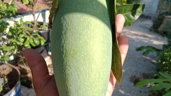 Nam_Doc_Mai_Grafted_Mango_Tree_-_Thai_Favorite_Mango_Plant_&_Tree_(Pack_of_1)