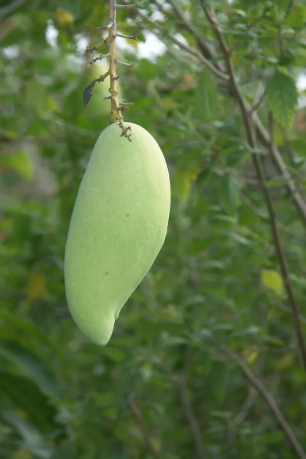 Nam_Doc_Mai_Grafted_Mango_Tree_-_Thai_Favorite_Mango_Plant_&_Tree_(Pack_of_1)