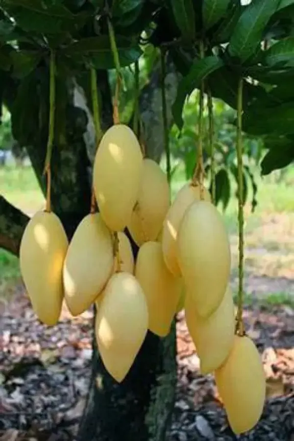 Nam_Doc_Mai_Grafted_Mango_Tree_-_Thai_Favorite_Mango_Plant_&_Tree_(Pack_of_1)