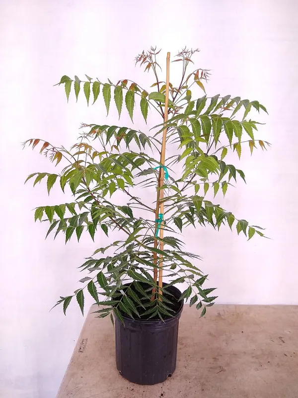 Neem_Plant_Azadirachta_Indica_Plant_(Pack_of_1)