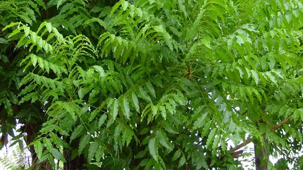 Neem_Plant_Azadirachta_Indica_Plant_(Pack_of_1)