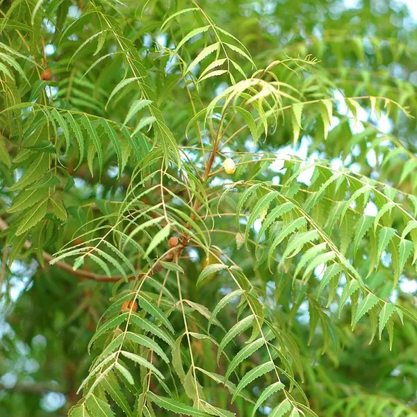 Neem_Plant_Azadirachta_Indica_Plant_(Pack_of_1)