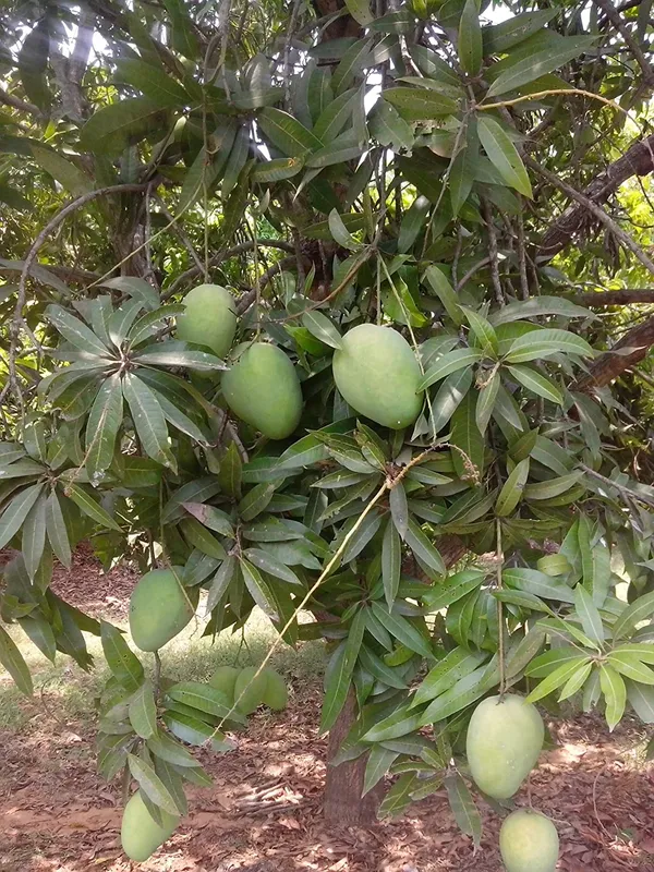 Noorjahan_Jambo_Size_Mango_Fruit_Plant_&_Tree_(1.5-3.5_Ft_Size)_For_Home_Gardening_Hybrid_Noorjahan_Mango_Grafted_Plant_(Pack_Of_1)
