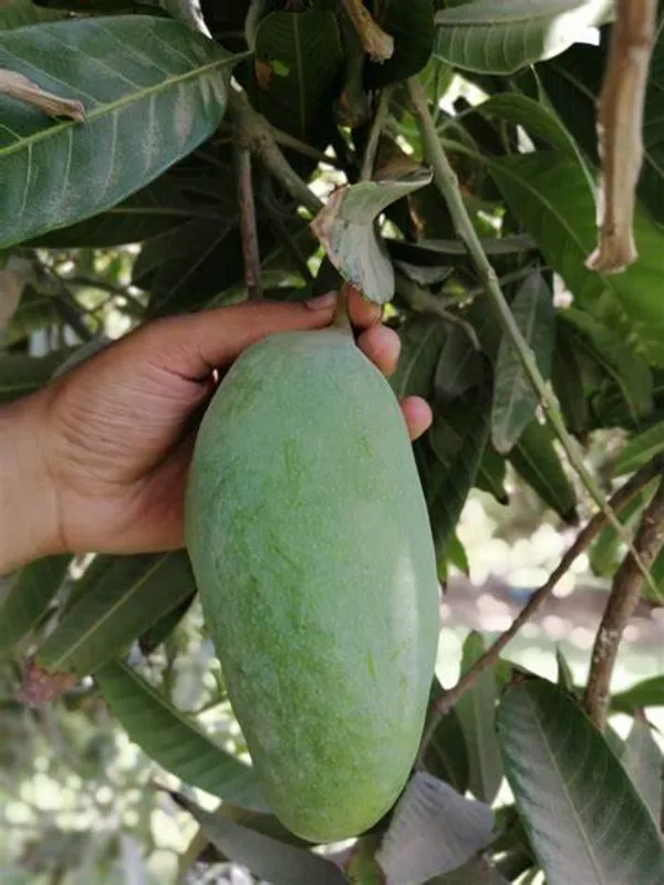 Noorjahan_Jambo_Size_Mango_Fruit_Plant_&_Tree_(1.5-3.5_Ft_Size)_For_Home_Gardening_Hybrid_Noorjahan_Mango_Grafted_Plant_(Pack_Of_1)