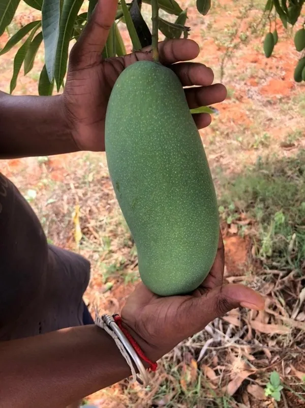 Noorjahan_Jambo_Size_Mango_Fruit_Plant_&_Tree_(1.5-3.5_Ft_Size)_For_Home_Gardening_Noorjahan_Grafted_Mango_Fruit_Plant_(Pack_Of_1)