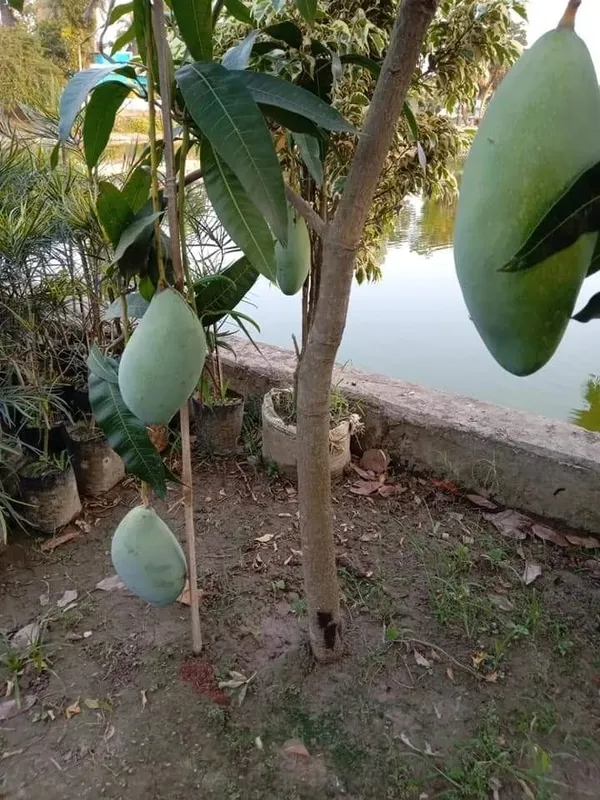 Noorjahan_Jambo_Size_Mango_Fruit_Plant_&_Tree_(1.5-3.5_Ft_Size)_For_Home_Gardening_Noorjahan_Grafted_Mango_Fruit_Plant_(Pack_Of_1)