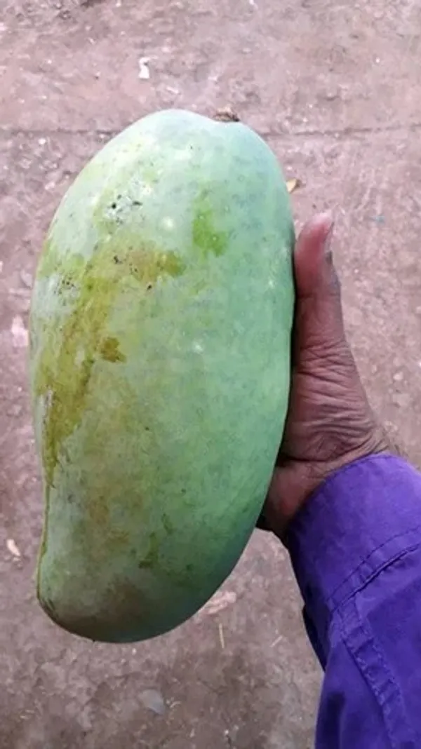 Noorjahan_Jambo_Size_Mango_Fruit_Plant_&_Tree_(1.5-3.5_Ft_Size)_For_Home_Gardening_Noorjahan_Grafted_Mango_Fruit_Plant_(Pack_Of_1)