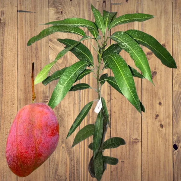 Original_Egg_Of_Sun_Japanese_Miyazaki_Mango_"Grafted_Hybrid_Healthy_Plant,_Pack_of_1_Healthy_Fruit_Plant_For_Home_Garden_Plants_Tree