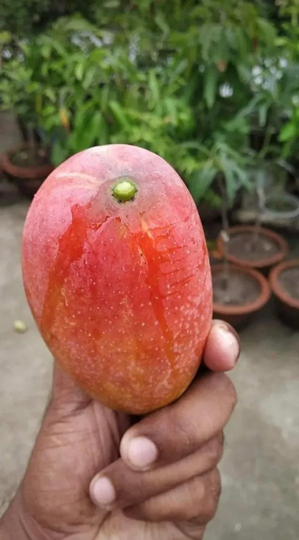 Original_Egg_Of_Sun_Japanese_Miyazaki_Mango_"Grafted_Hybrid_Healthy_Plant,_Pack_of_1_Healthy_Fruit_Plant_For_Home_Garden_Plants_Tree