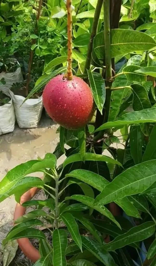 Original_Egg_Of_Sun_Japanese_Miyazaki_Mango_"Grafted_Hybrid_Healthy_Plant,_Pack_of_1_Healthy_Fruit_Plant_For_Home_Garden_Plants_Tree