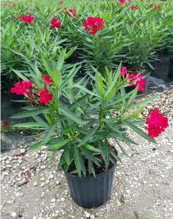 Oleander_Flower_Plant_Kaneer_,_Dwarf_Red_Arali_,Nerium_Oleander_Plant_For_Shrub/Bush/Home_Decoration_&_Gardening_(Pack_Of_1)