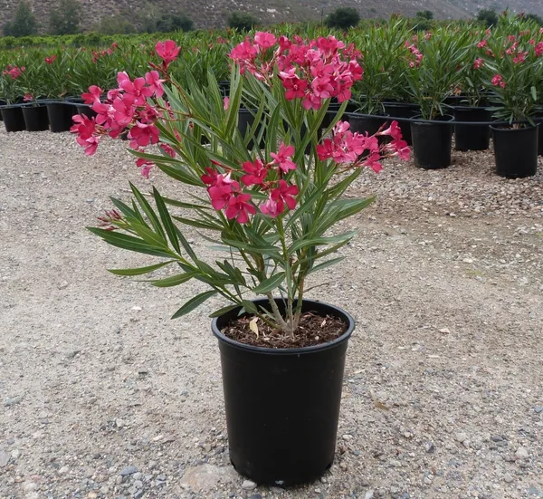 Oleander_Flower_Plant_Kaneer_,_Dwarf_Red_Arali_,Nerium_Oleander_Plant_For_Shrub/Bush/Home_Decoration_&_Gardening_(Pack_Of_1)