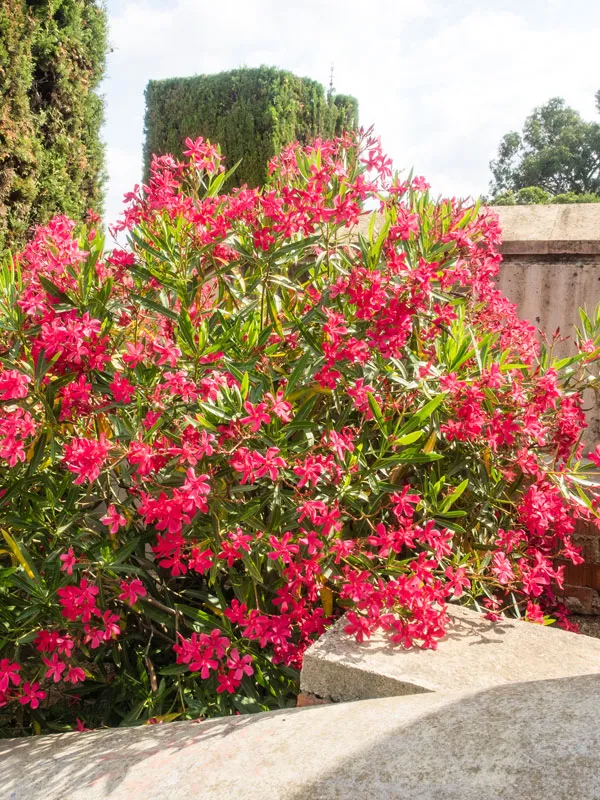 Oleander_Flower_Plant_Kaneer_,_Dwarf_Red_Arali_,Nerium_Oleander_Plant_For_Shrub/Bush/Home_Decoration_&_Gardening_(Pack_Of_1)