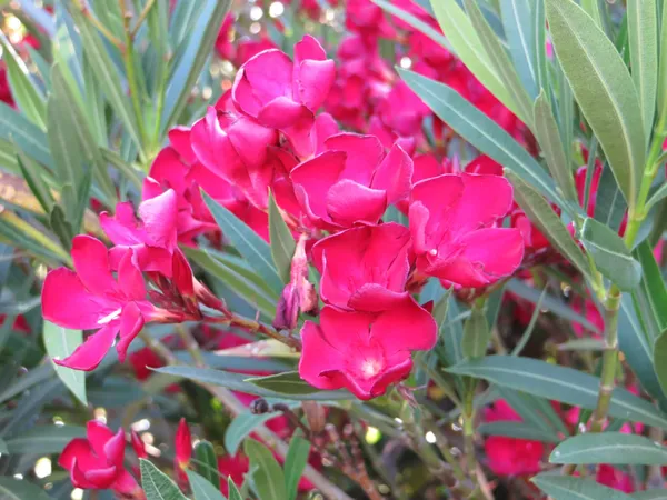 Oleander_Flower_Plant_Kaneer_,_Dwarf_Red_Arali_,Nerium_Oleander_Plant_For_Shrub/Bush/Home_Decoration_&_Gardening_(Pack_Of_1)
