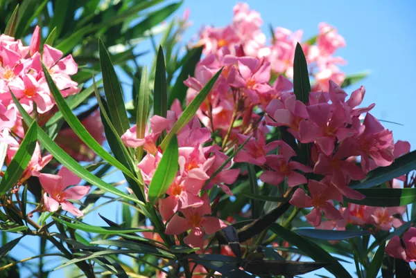 Oleander_(Pink)_Flowering_Plant_For_Shrub/Home_Gardening_(Pack_Of_1)