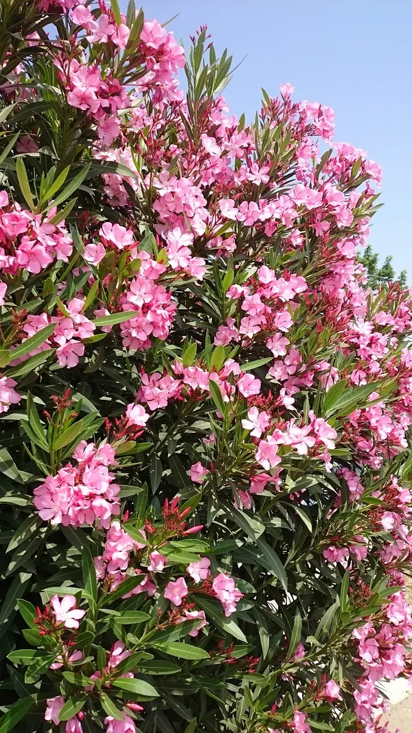 Oleander_(Pink)_Flowering_Plant_For_Shrub/Home_Gardening_(Pack_Of_1)