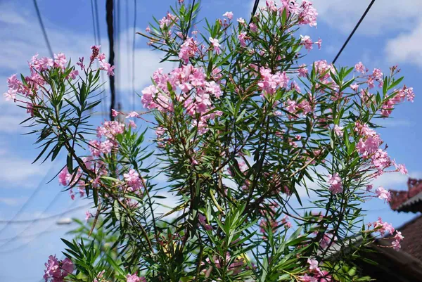 Oleander_(Pink)_Flowering_Plant_For_Shrub/Home_Gardening_(Pack_Of_1)